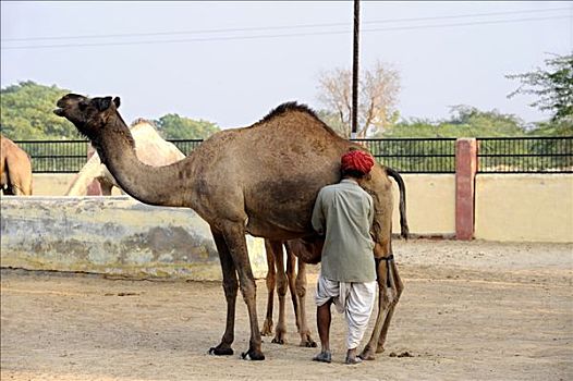 单峰骆驼,国家,骆驼,研究,农场,比卡内尔,拉贾斯坦邦,北印度,南亚