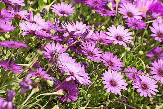 紫色,雏菊,盛开,希腊