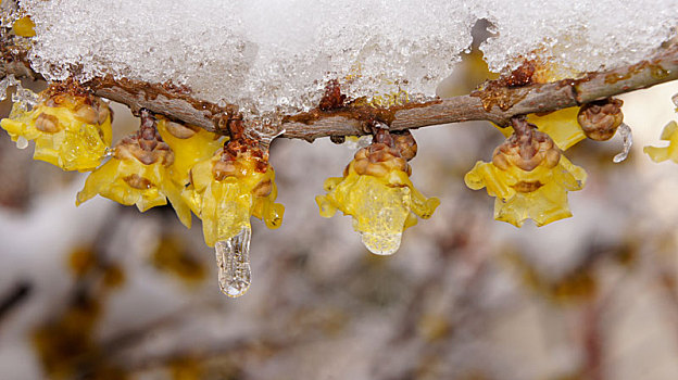 雪梅