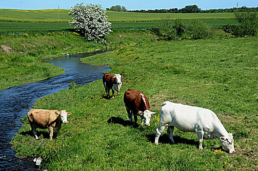 风景,牛,草场,瑞典,欧洲