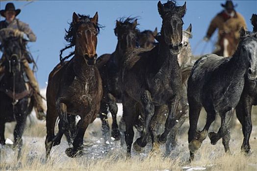 马,群体,跑,陆地,管理,牛仔,圈拢,盈余,领养,怀俄明