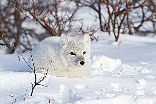 北极狐,雪中,冬天,丘吉尔市,野生动物,管理,区域,曼尼托巴,加拿大