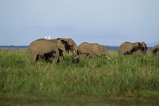 肯尼亚,安伯塞利国家公园,公园,大象,牛背鹭