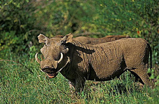 疣猪,成年,长,獠牙,马赛马拉,公园,肯尼亚