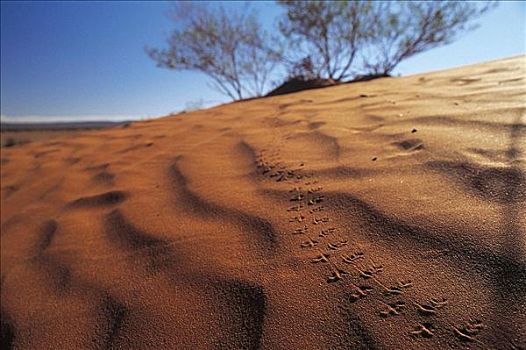 脚印,红色,沙子,北领地州,澳大利亚