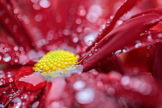 菊花,花,特写