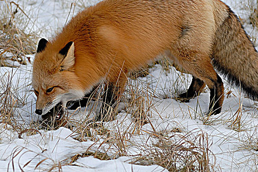 红狐,狐属,吃,草地,田鼠,碧玉国家公园,艾伯塔省,加拿大