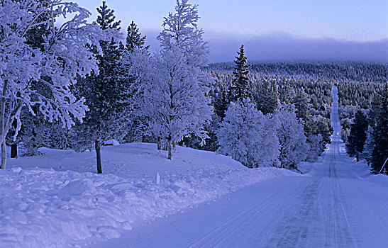 斯堪的纳维亚,瑞典,达拉那,风景,积雪,乡间小路,树林