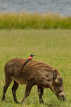 疣猪,北方,深红色,食蜂鸟,背影,秋天,国家公园,乌干达