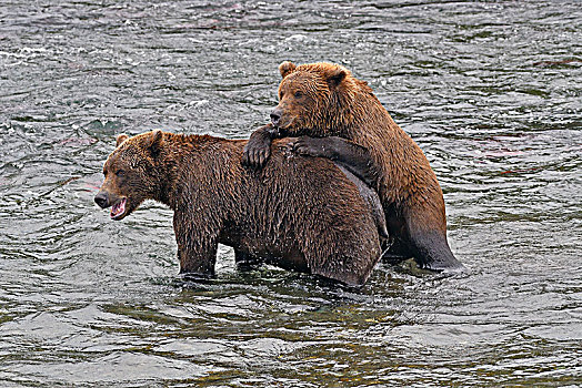 两个,棕熊,站在水中,布鲁克斯河,卡特麦国家公园,阿拉斯加,美国,北美