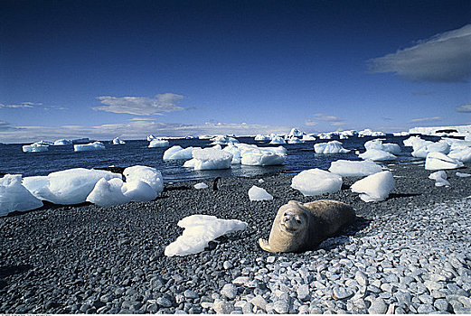 威德尔海豹,海滩,布朗布拉夫,南极半岛
