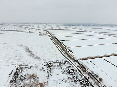 俯视,耕地,冬天,地点,小麦,雪地