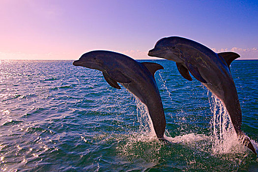 海豚,跳跃,海洋,岛屿,洪都拉斯
