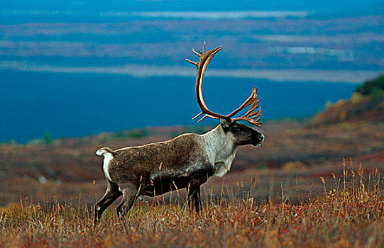 驯鹿,北美驯鹿,德纳里峰国家公园,阿拉斯加