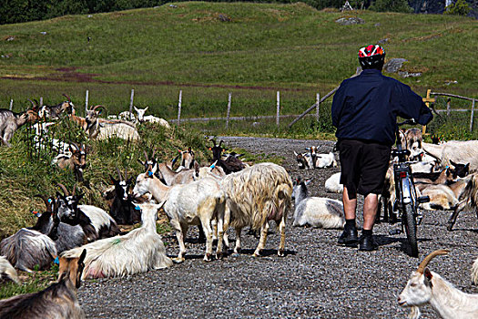 挪威,山羊