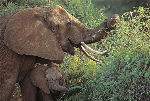 大象,非洲象,哺乳动物,萨布鲁国家公园,肯尼亚,非洲,动物