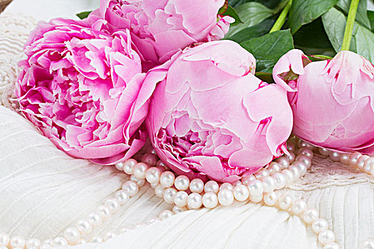 粉色,牡丹,花,珍珠,白色背景