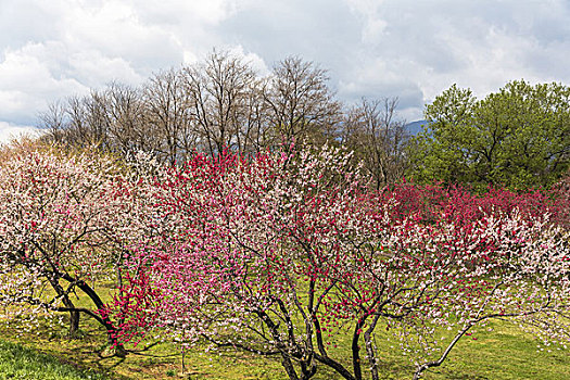桃树,长野,日本