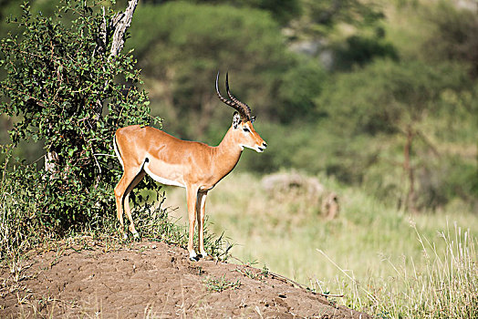 雄性,黑斑羚,站立,蚁丘,塔兰吉雷国家公园,坦桑尼亚