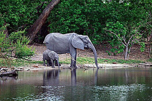 博茨瓦纳,大象,饮用水,乔贝国家公园