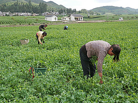 豌豆尖,豌豆苗,蔬菜,收获,劳作,场景