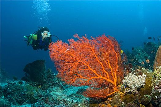 潜水,礁石,后面,印度尼西亚