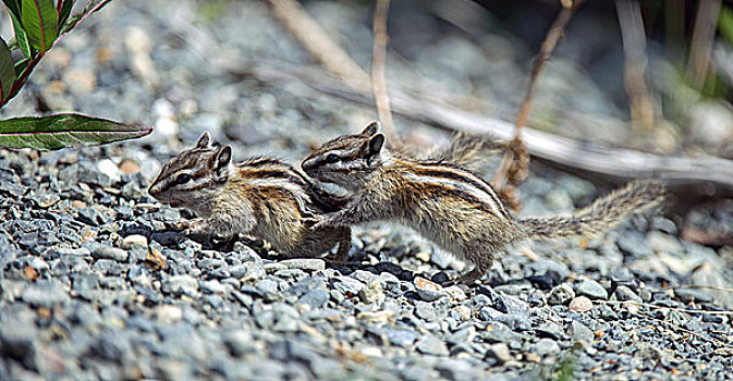 花栗鼠,克卢恩国家公园,育空地区,加拿大,北美