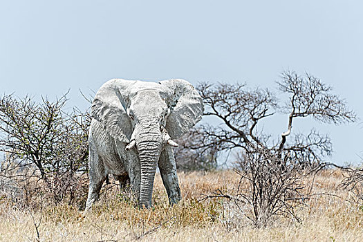 非洲象,雄性动物,埃托沙国家公园,纳米比亚,非洲