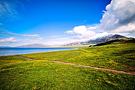 新疆,野花,湖泊