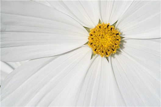 白色,雏菊