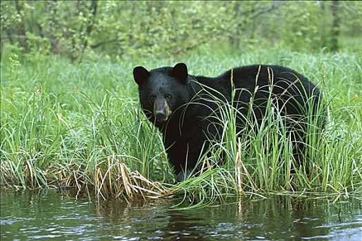 黑熊,美洲黑熊,站立,高草,边缘,溪流