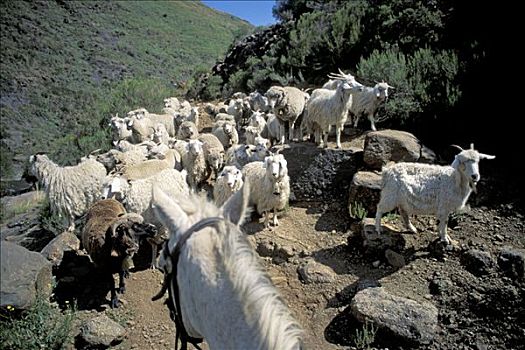绵羊,徒步旅行,莱索托