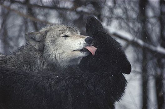 大灰狼,狼,一对,亮光,下雪,明尼苏达