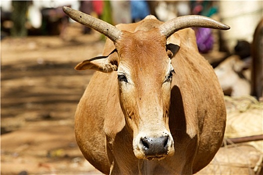 印度,牛