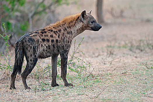 斑鬣狗,站立,克鲁格国家公园,南非,非洲