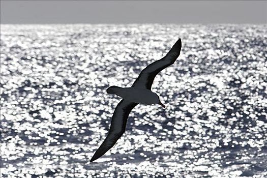 黑眉信天翁,翱翔,德雷克海峡,南极