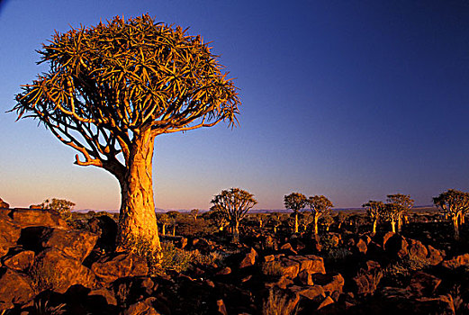 非洲,纳米比亚,抖树