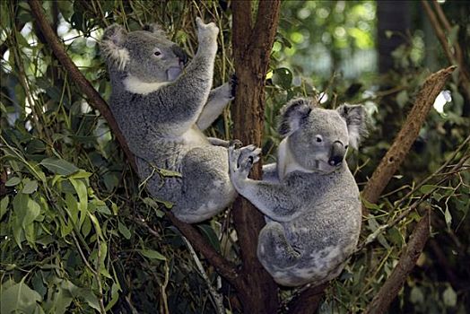 树袋熊,一对,成年,澳大利亚