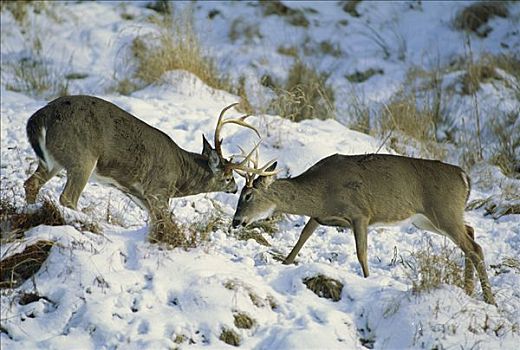 白尾鹿,两个,公鹿,打斗,早,冬天