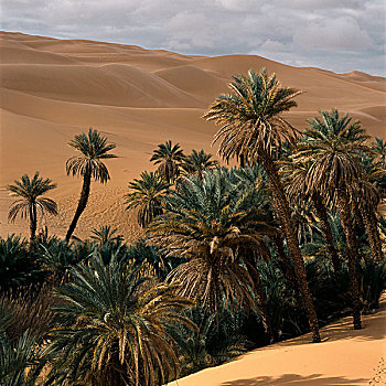 利比亚,撒哈拉沙漠,沙,沙漠,绿洲,棕榈树,沙丘