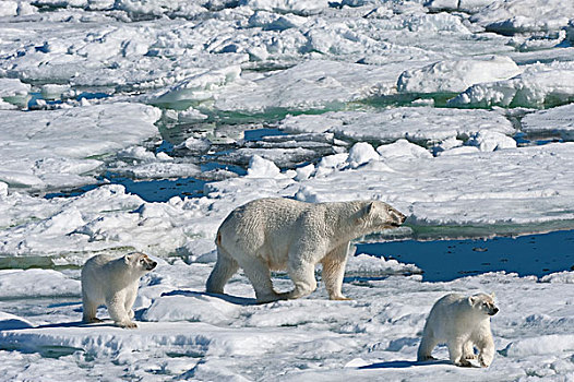 极地,熊,两个,幼兽,斯瓦尔巴群岛,巴伦支海,海洋,挪威