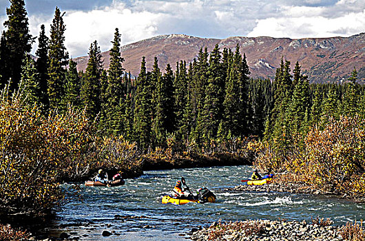 群体,保护区,河,德纳里峰国家公园,室内,阿拉斯加,秋天