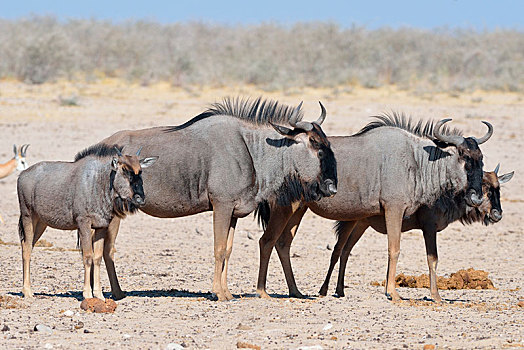 蓝色,角马,两个,成年人,幼兽,站立,干燥,地面,埃托沙国家公园,纳米比亚,非洲