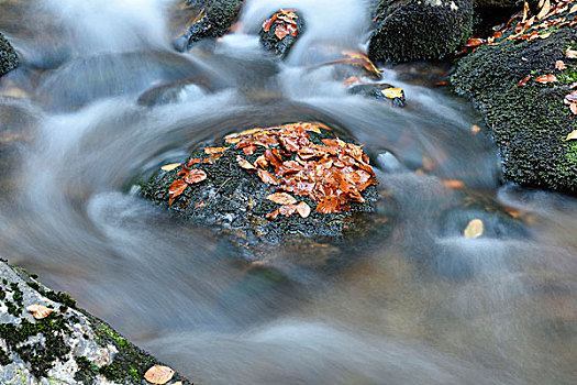 特写,石头,秋叶,流动,水,河,秋天,巴伐利亚森林国家公园,巴伐利亚,德国
