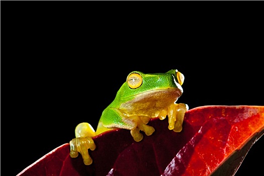 小,绿树蛙,坐,红叶