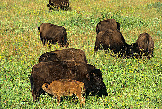 野牛,牧群,卡斯特州立公园,南达科他
