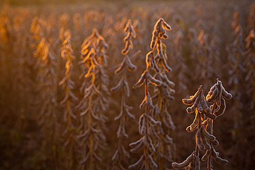 秋天晨光中的成熟大豆