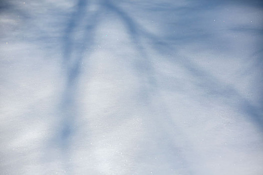 雪地芦苇