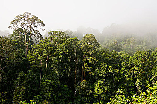 树荫,树,雾气,丹侬谷,马来西亚