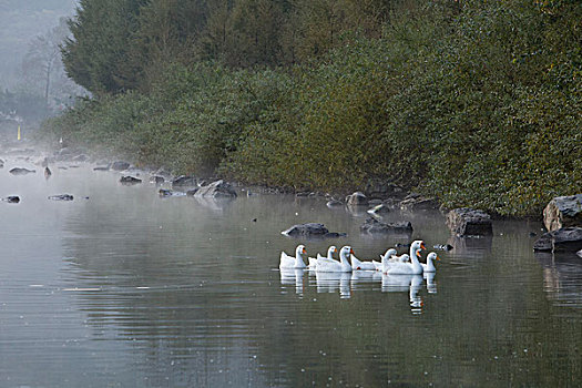 湖,水面,雾气,蒸腾,白雾,水蒸气,缥缈,仙境,灵性,家禽,鸭子,鹅,游动,自在,安静,自然,风光